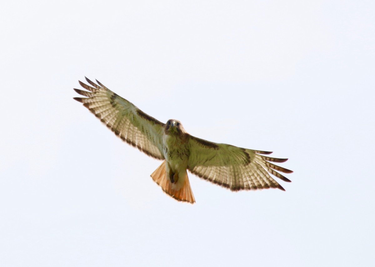 Red-tailed Hawk - Jeffrey Cohen