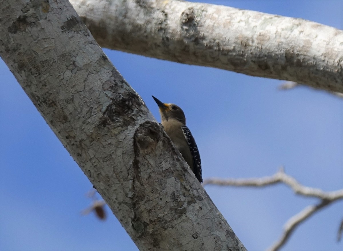 Yucatan Woodpecker - Jaye Rykunyk