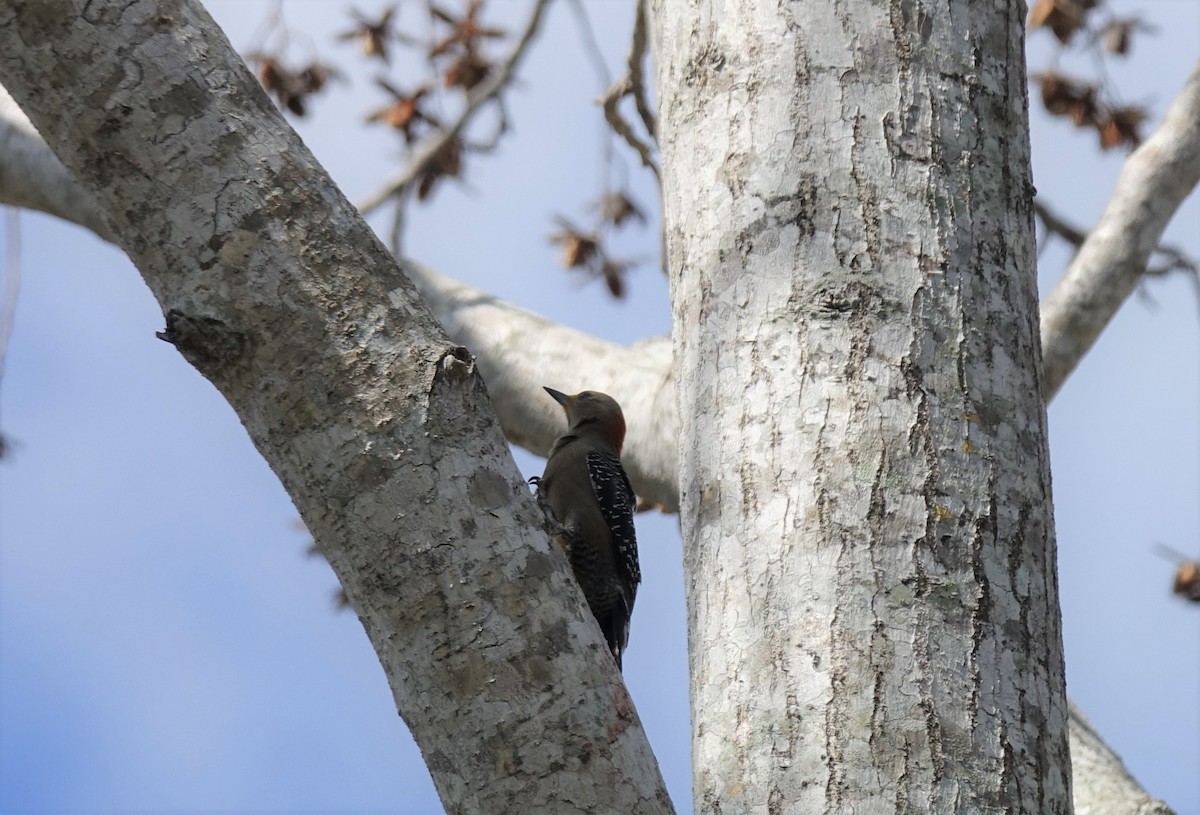 Yucatan Woodpecker - Jaye Rykunyk