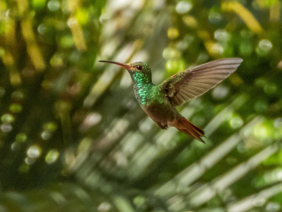 Rufous-tailed Hummingbird - ML151905601