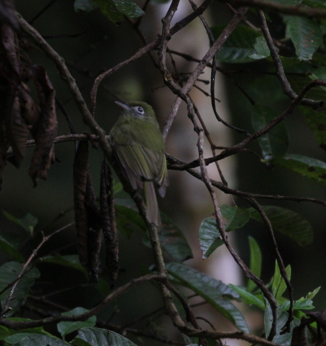 Eye-ringed Flatbill - Don Coons