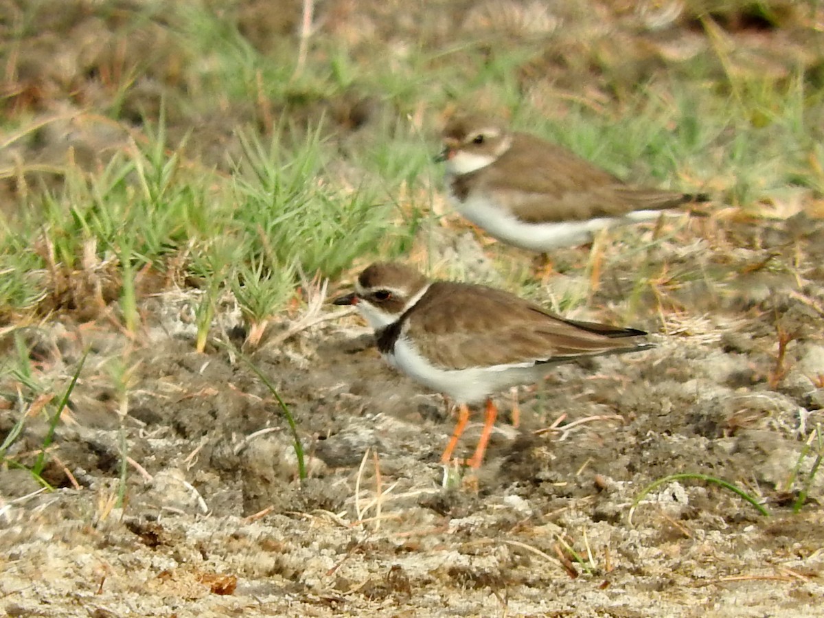 Semipalmated Plover - ML151905671