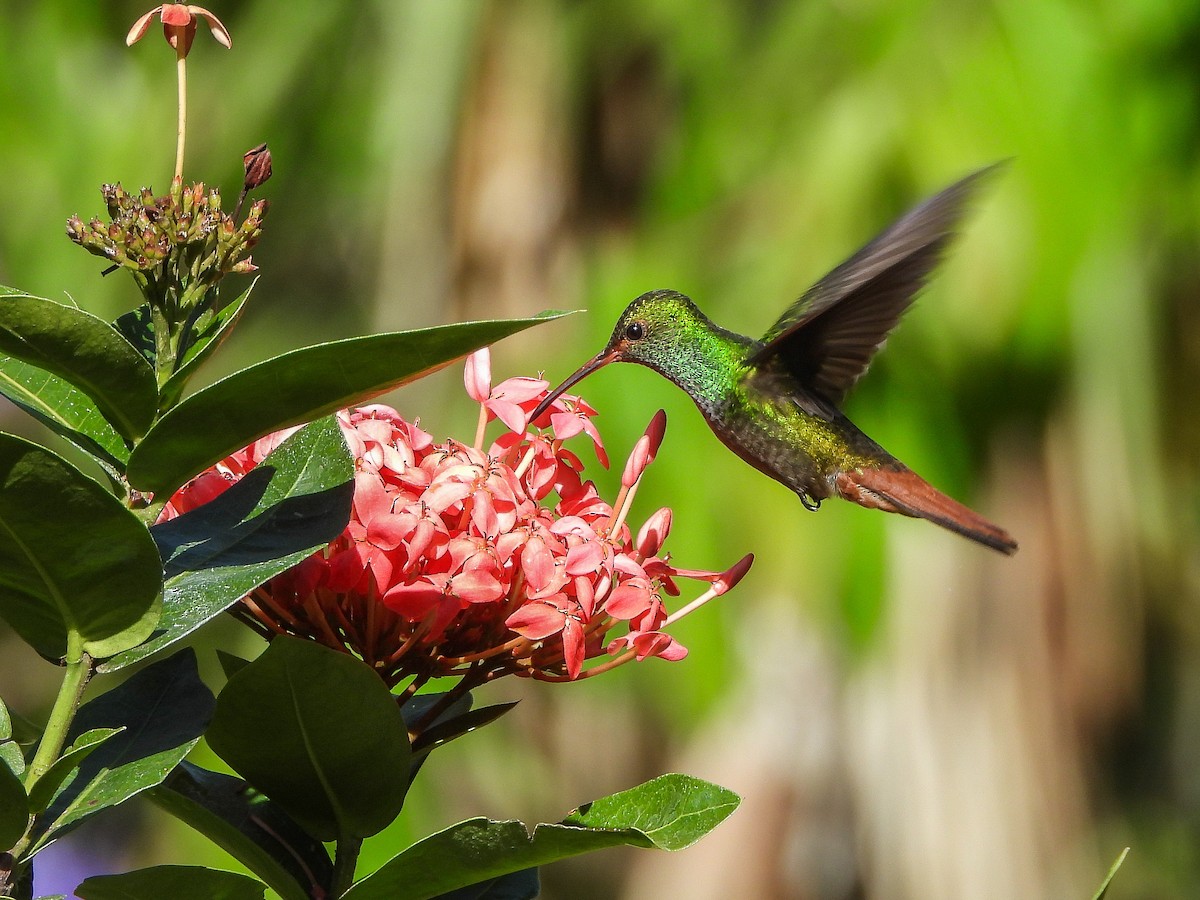 Rufous-tailed Hummingbird - ML151905731