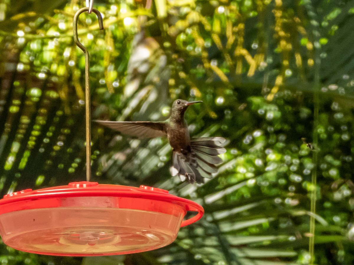 Scaly-breasted Hummingbird - Thomas Schultz