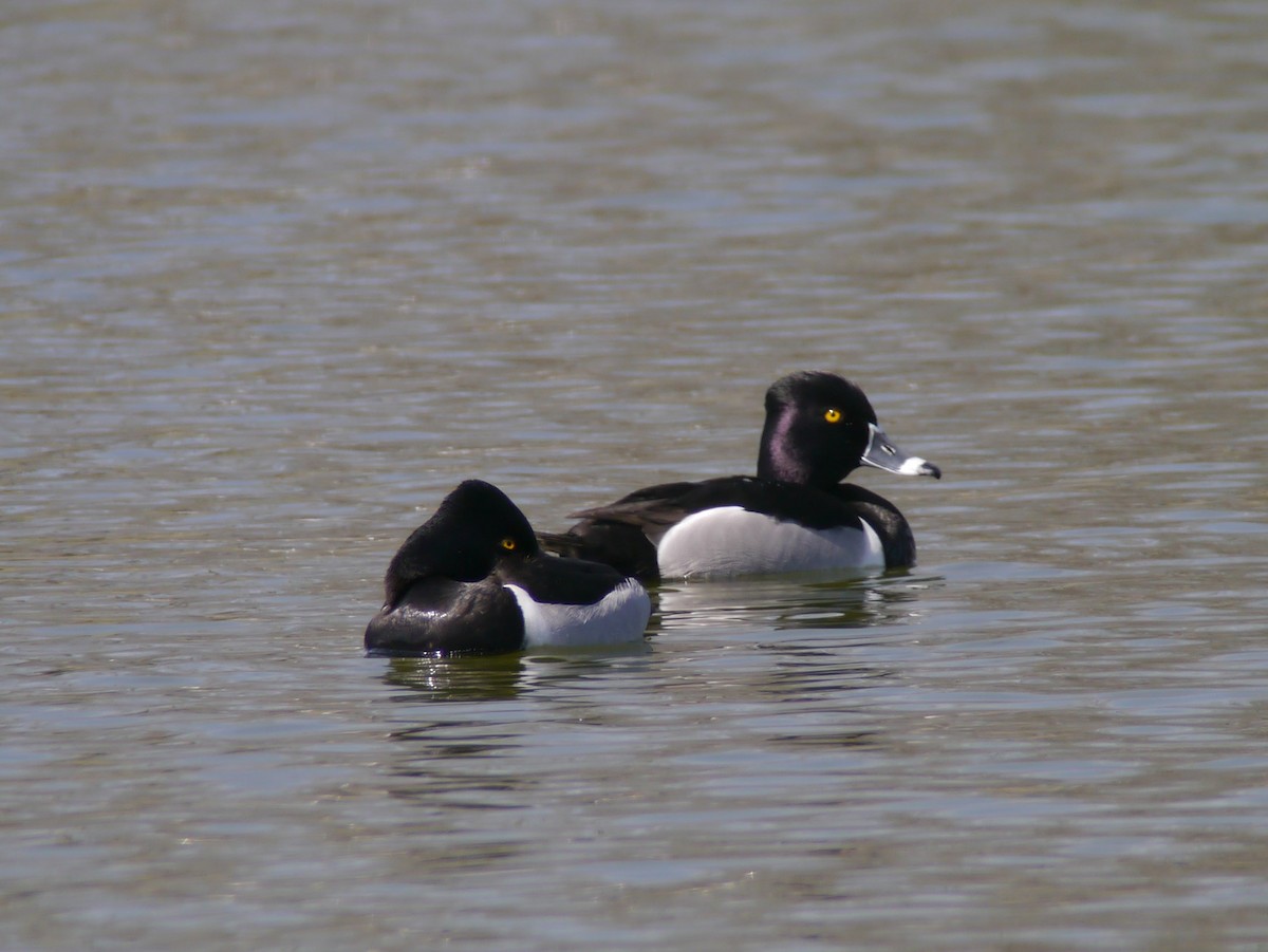 Ring-necked Duck - Mike Grant