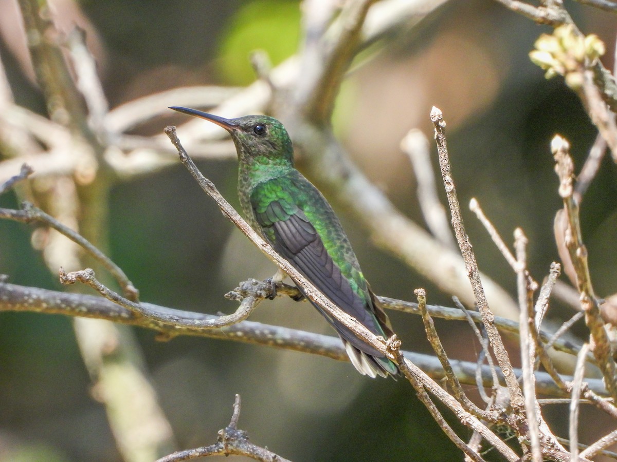 Scaly-breasted Hummingbird - ML151905931