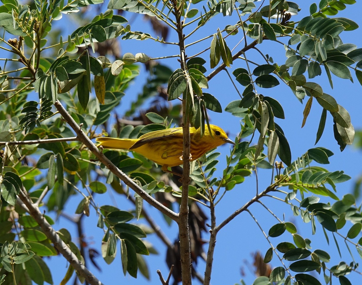 Yellow Warbler - Jaye Rykunyk