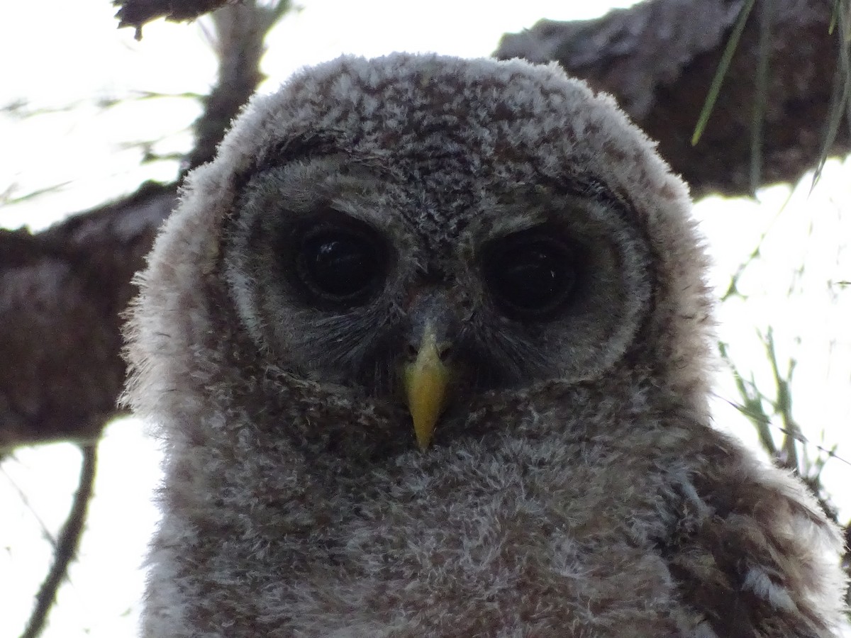Barred Owl - ML151906221
