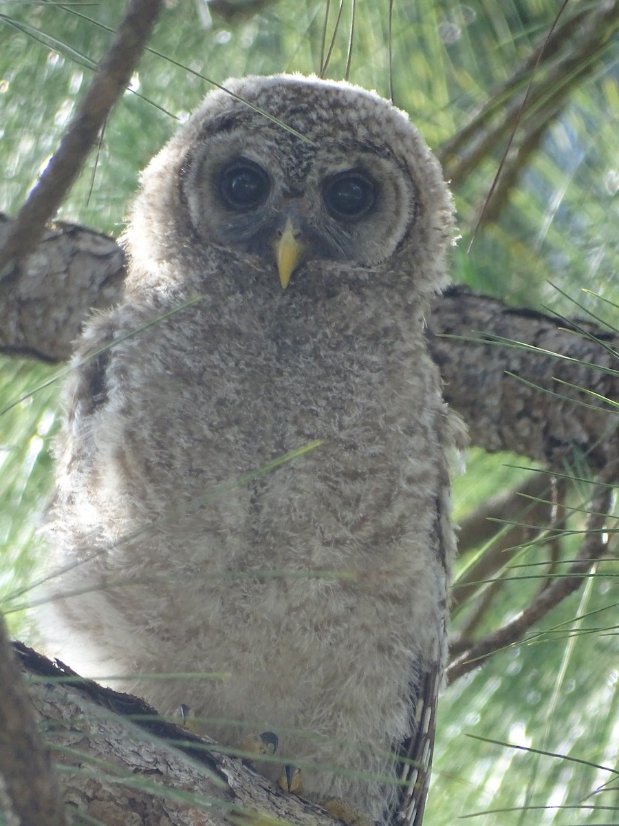 Barred Owl - ML151906291