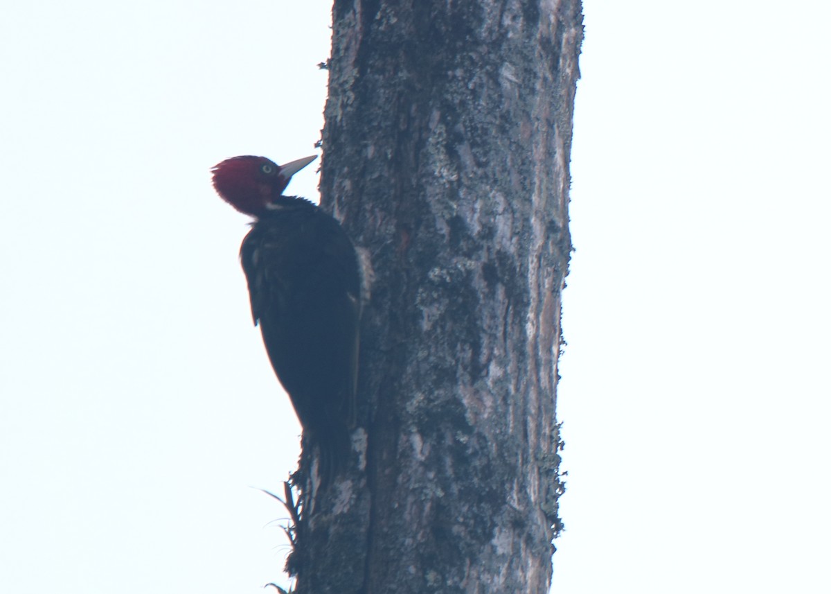 Lineated Woodpecker - Ross Rogers
