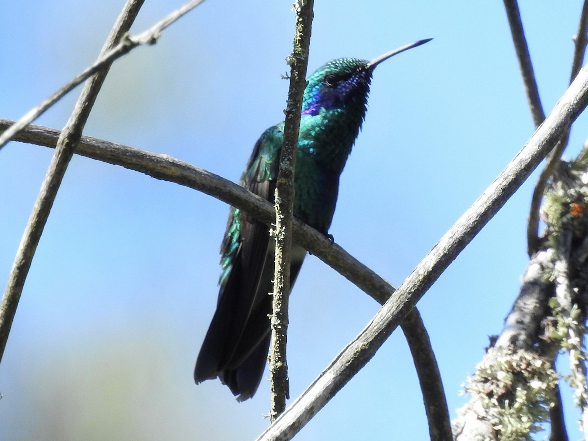 kolibřík modrolící - ML151906751