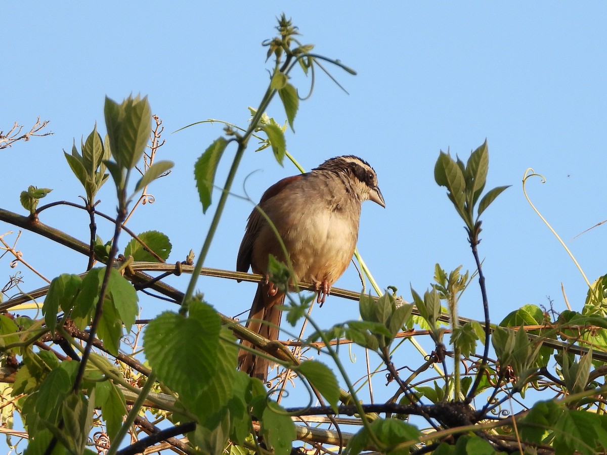 Stripe-headed Sparrow - ML151907001