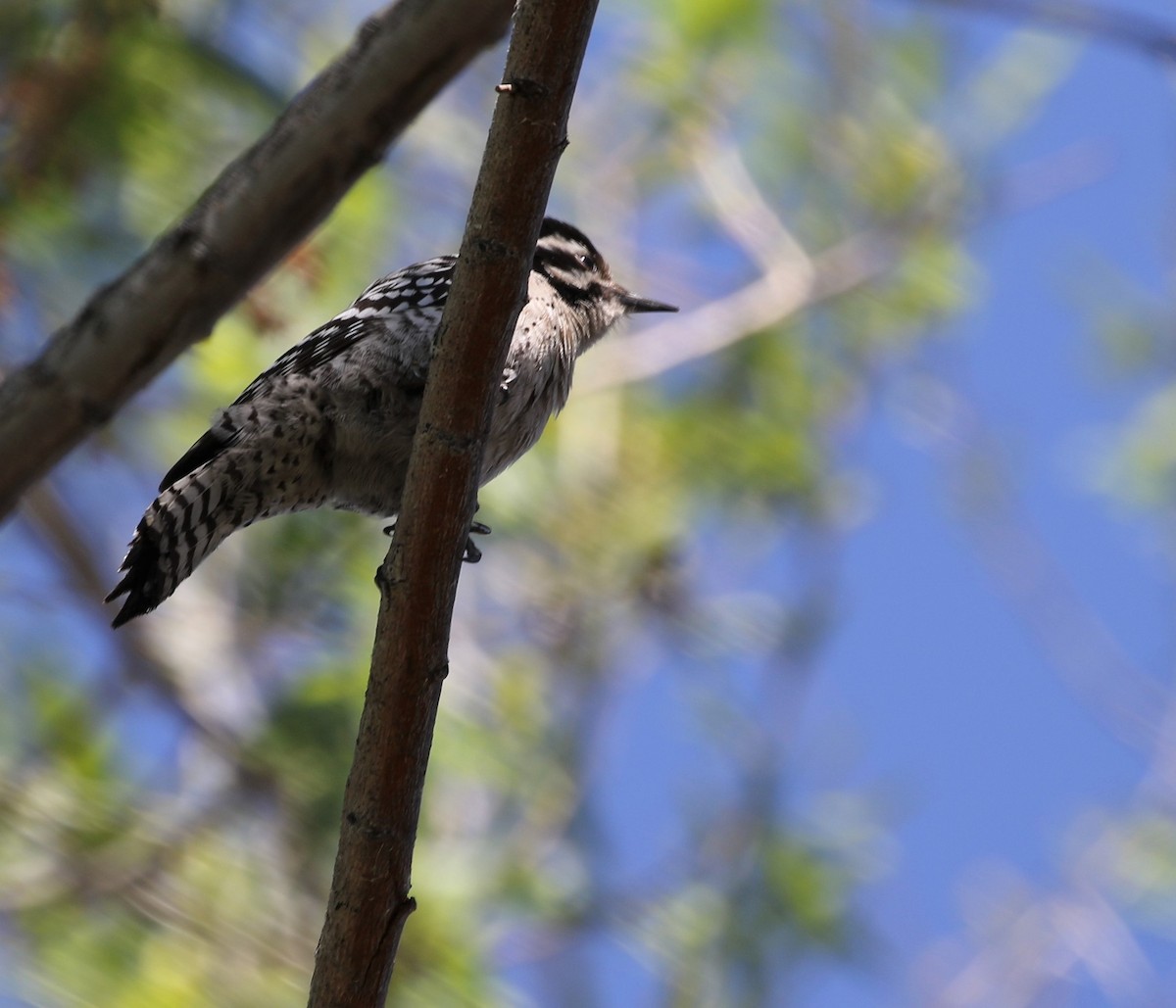 Ladder-backed Woodpecker - Melinda  Berger