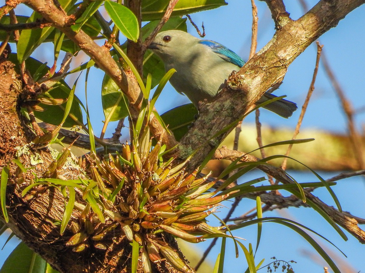 Blue-gray Tanager - ML151907341
