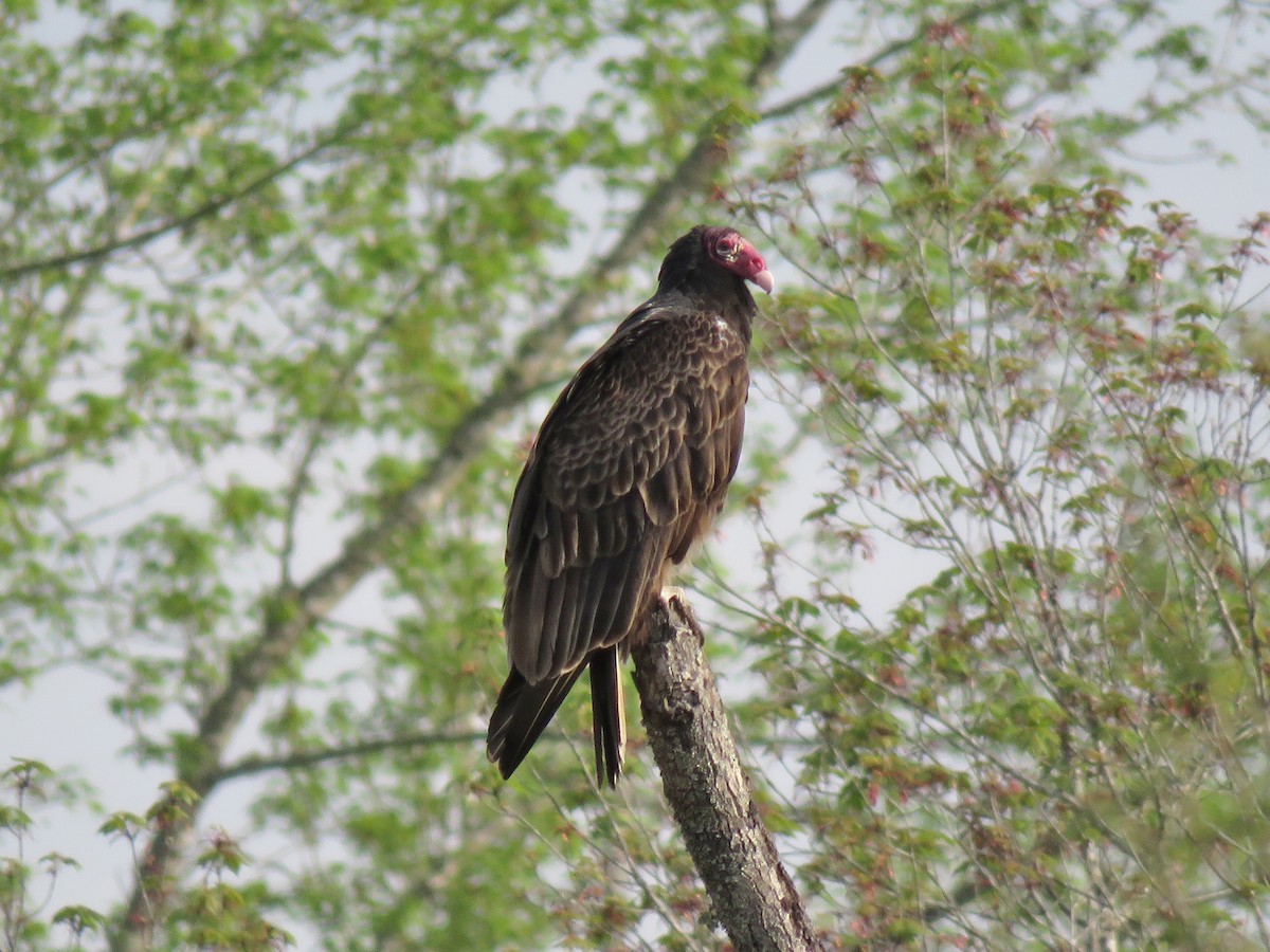 Turkey Vulture - Mark Goodwin
