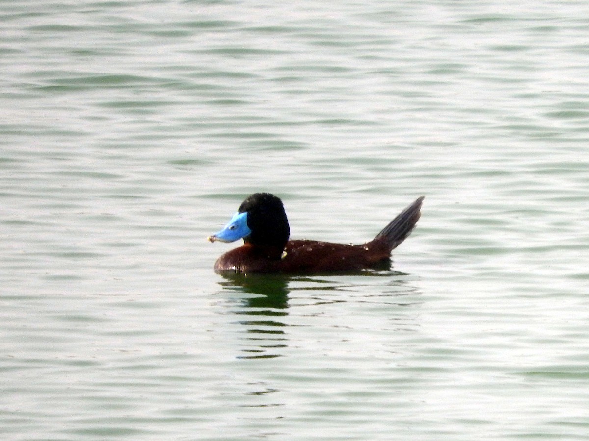 Andean Duck (ferruginea) - ML151908331
