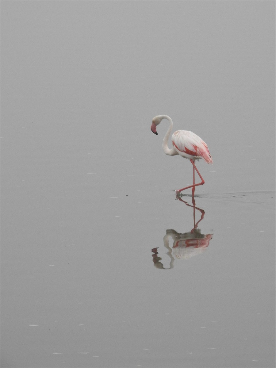 Greater Flamingo - Ryan Irvine