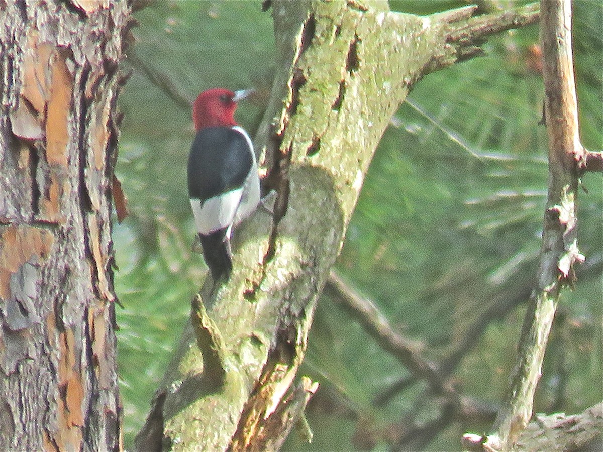 Red-headed Woodpecker - Cherrie Sneed