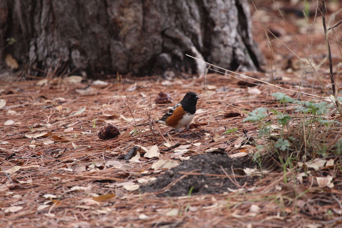 Spotted Towhee - Guy David