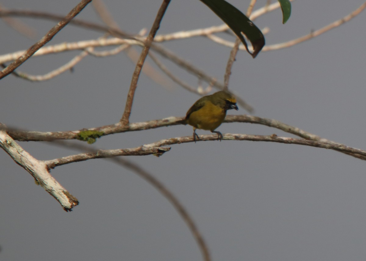 Olive-backed Euphonia - Ross Rogers