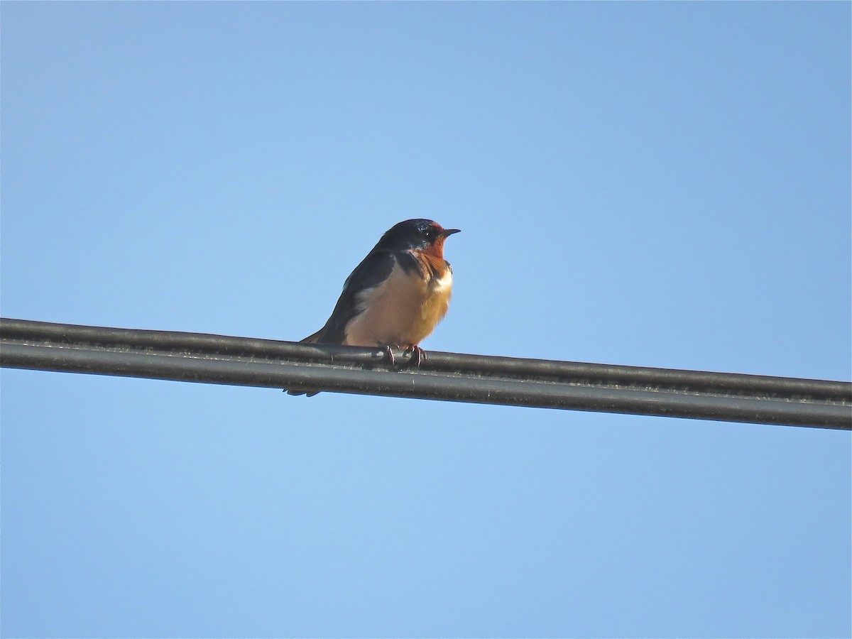 Barn Swallow - Cherrie Sneed