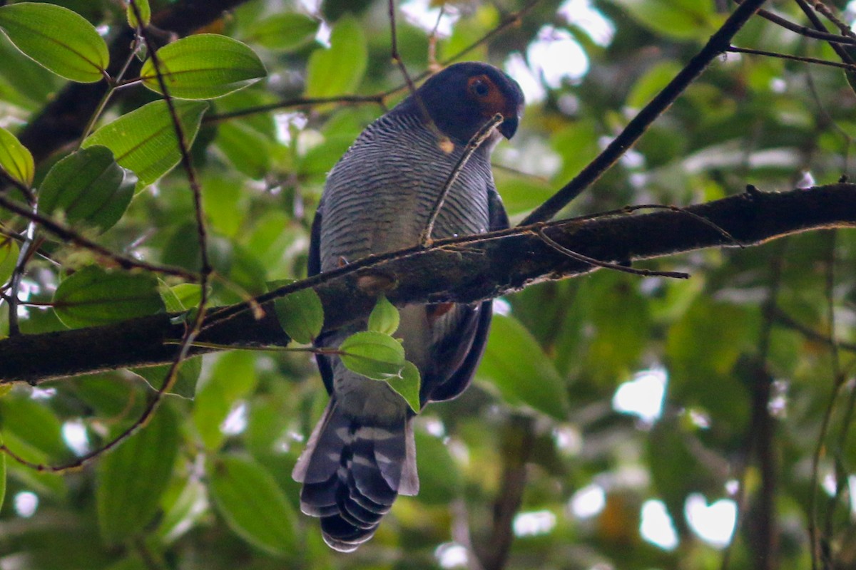 Barred Forest-Falcon - David Garrigues