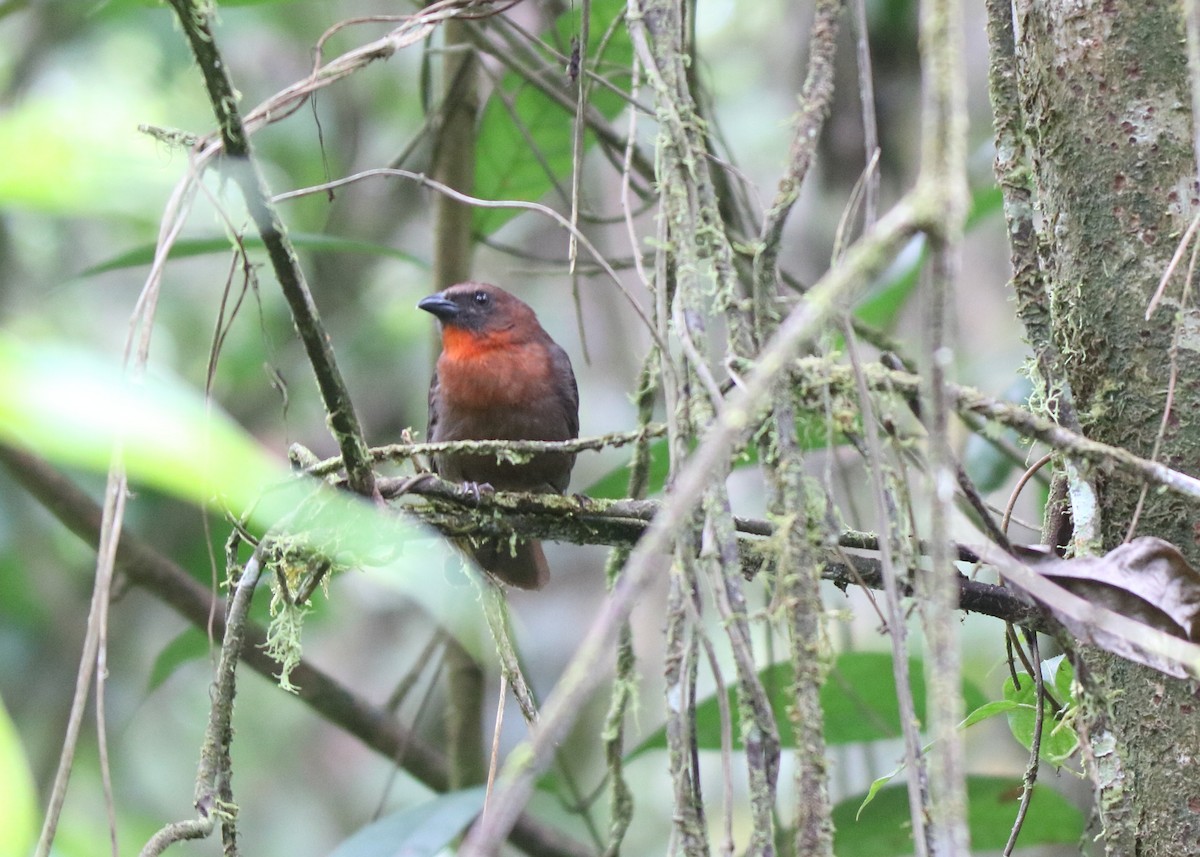 Red-throated Ant-Tanager - ML151913661