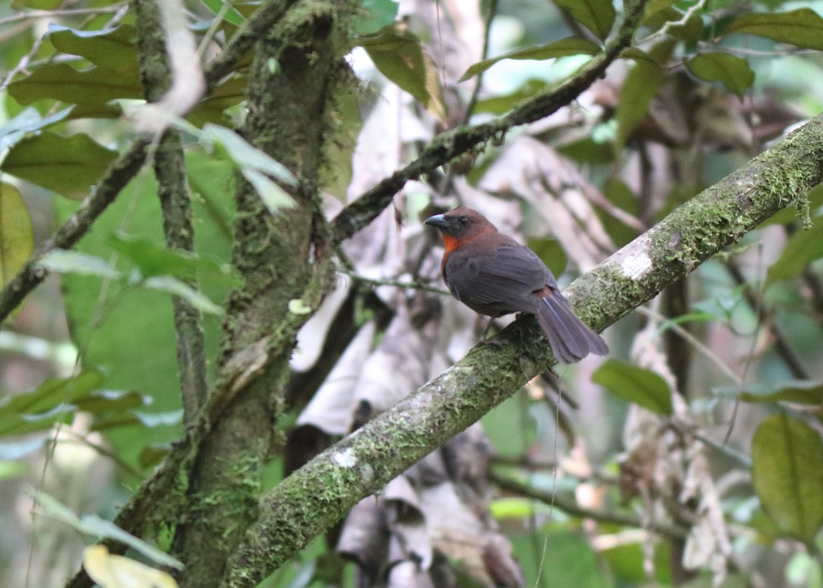 Red-throated Ant-Tanager - ML151913711