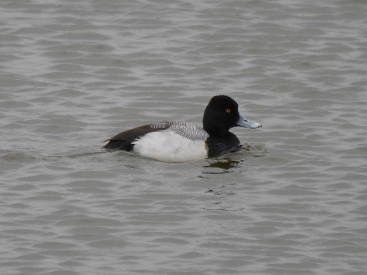 Lesser Scaup - Mike Grant