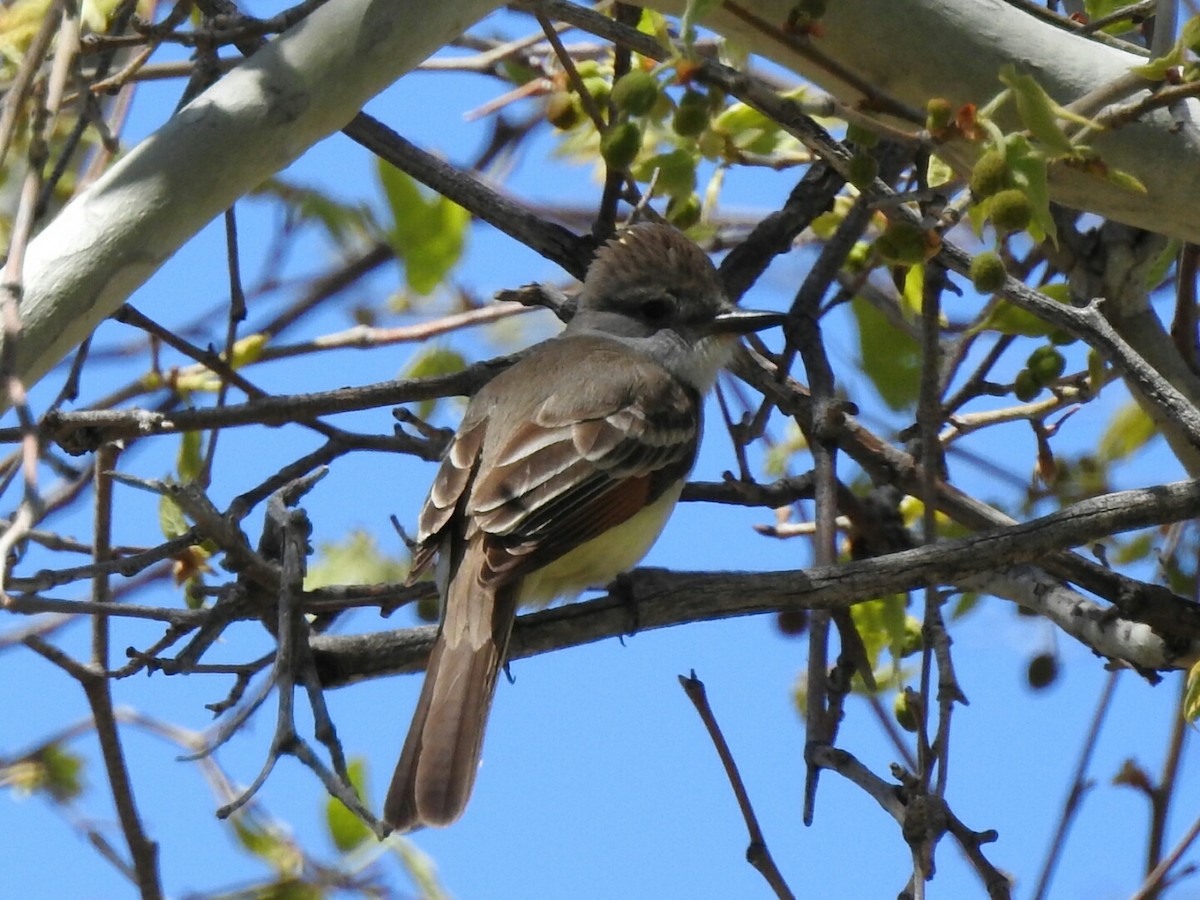 Ash-throated Flycatcher - Kelly Wright