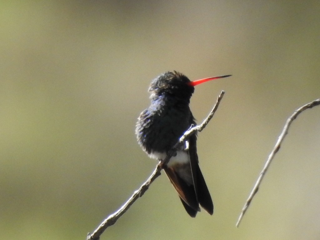 Broad-billed Hummingbird - ML151914701