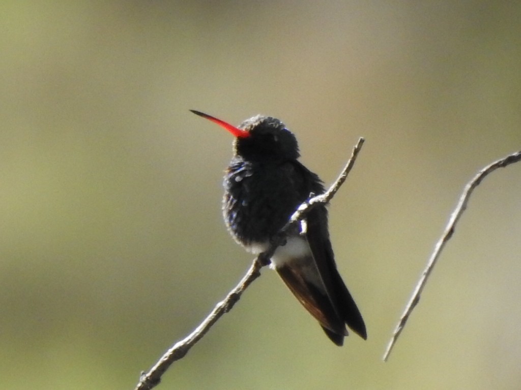 Broad-billed Hummingbird - ML151914761
