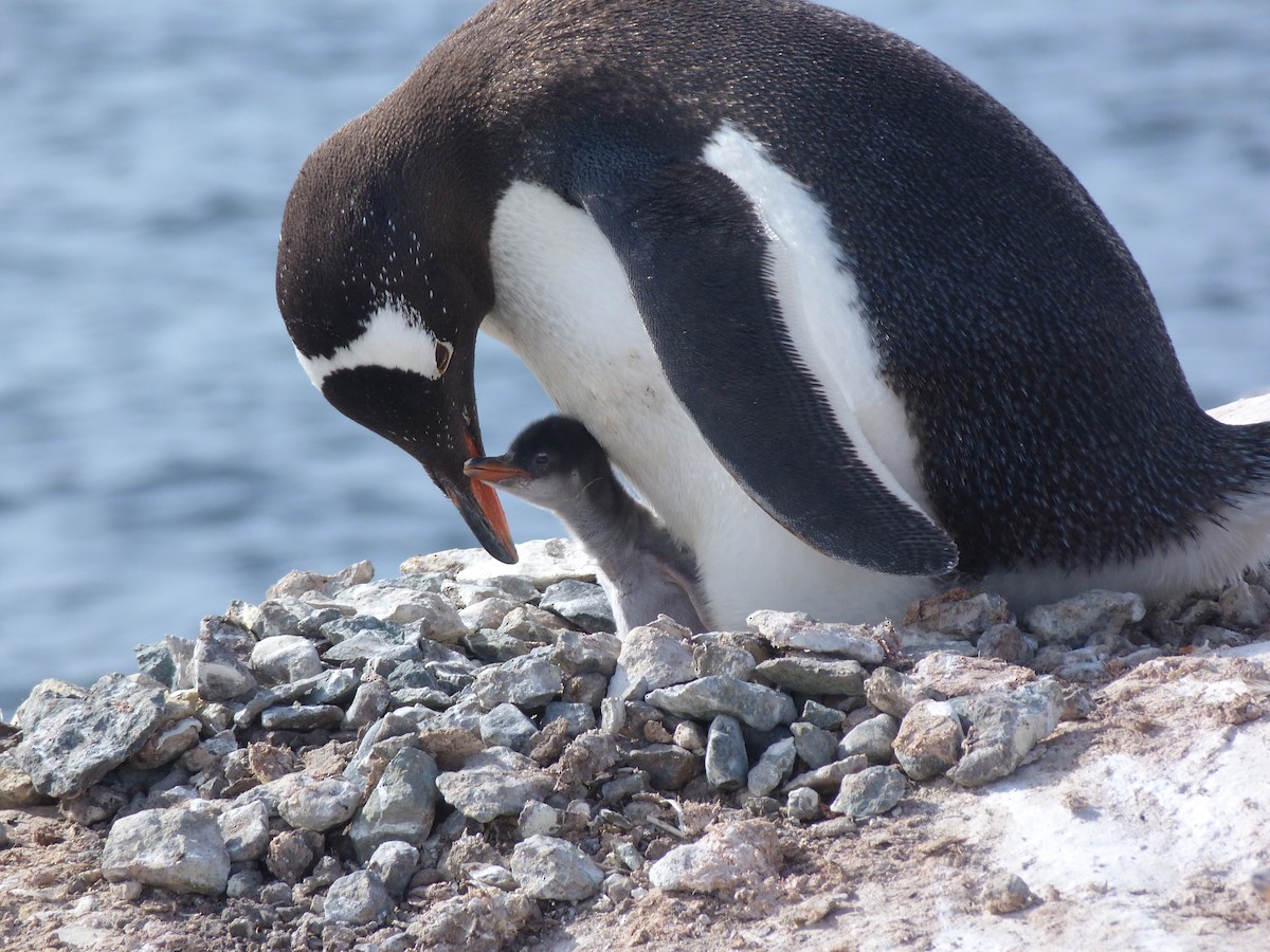 Ослиный пингвин - ML151915241