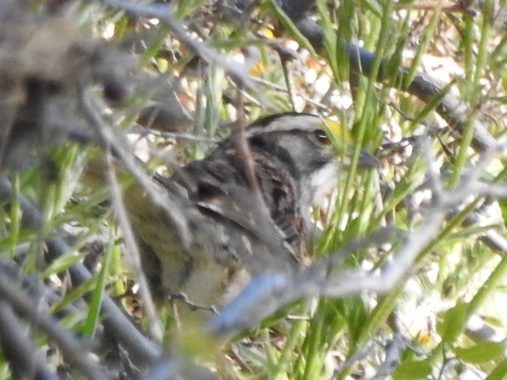 White-throated Sparrow - ML151916231