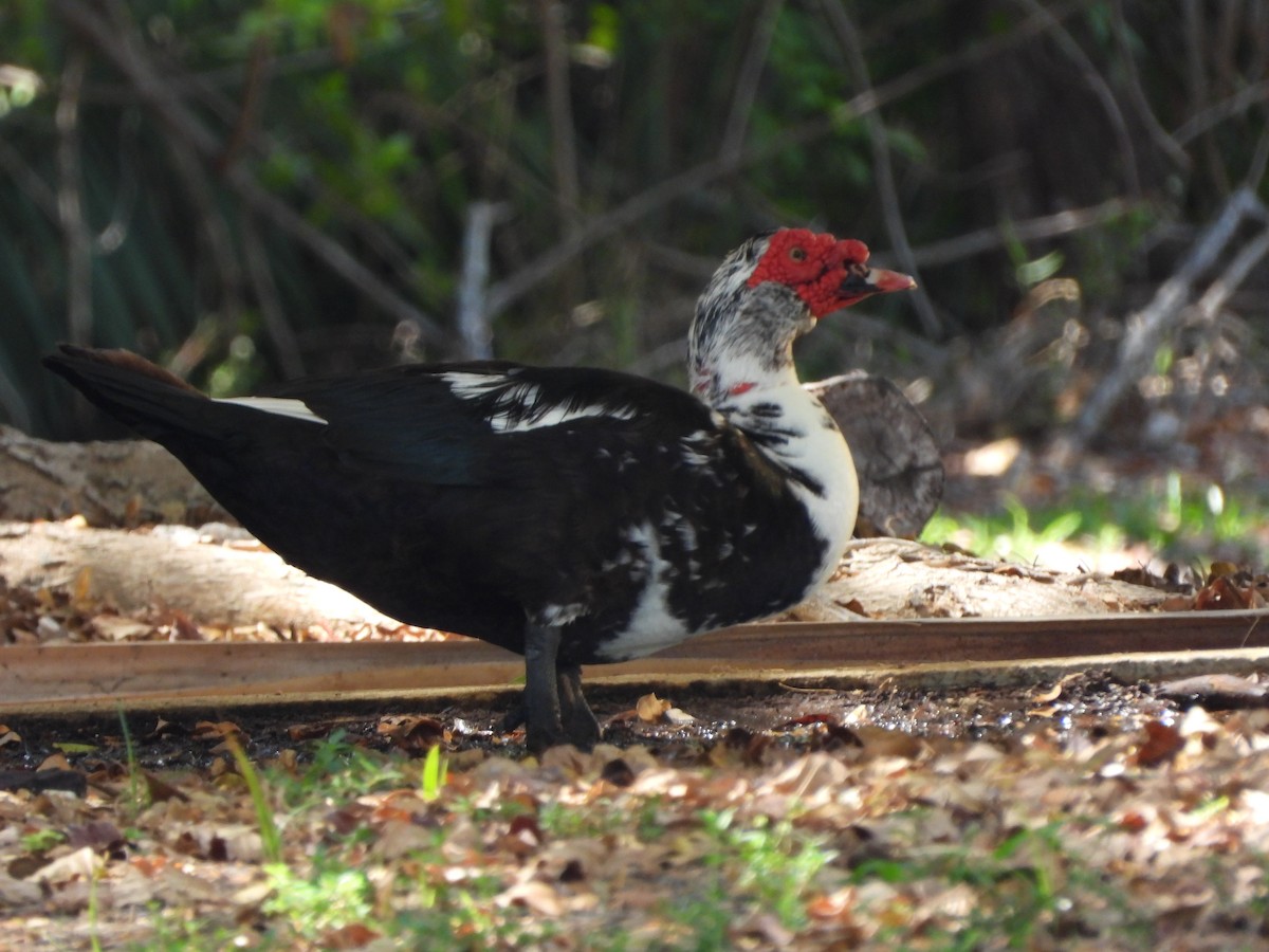 Muscovy Duck (Domestic type) - Chris Stanger