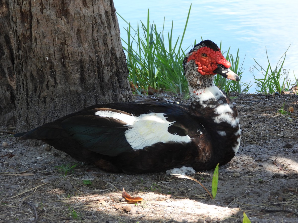 Muscovy Duck (Domestic type) - ML151916391