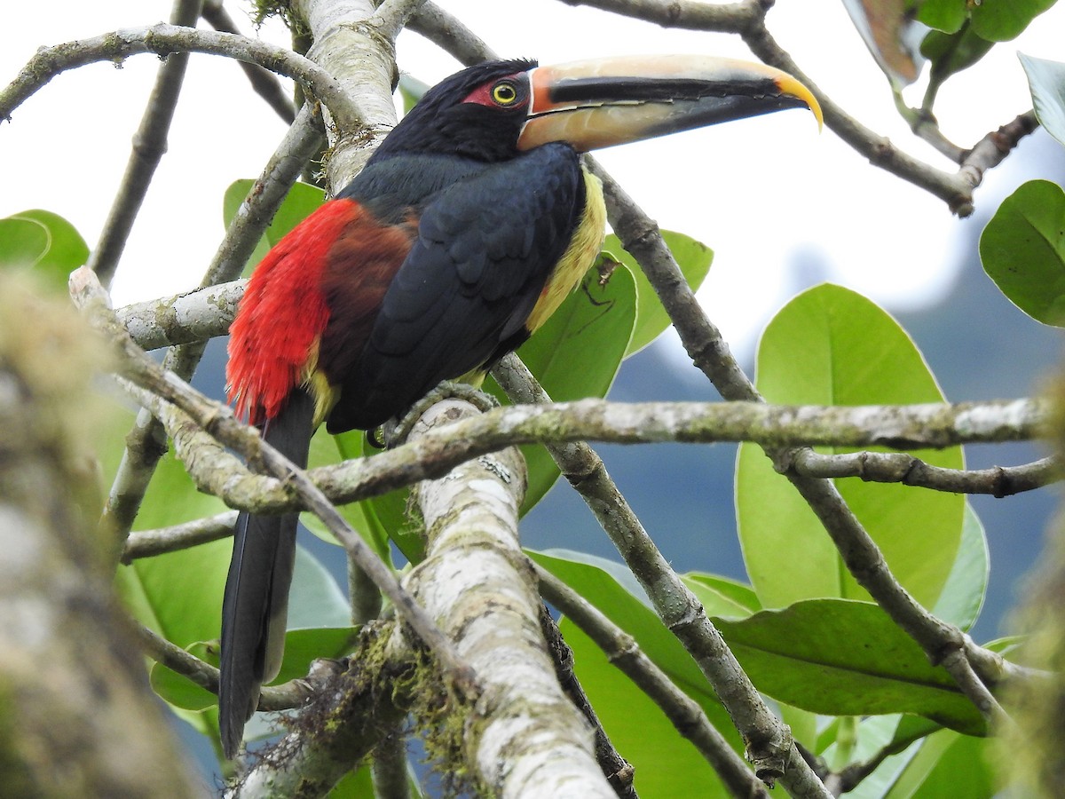 Collared Aracari (Pale-mandibled) - Dennis S Main