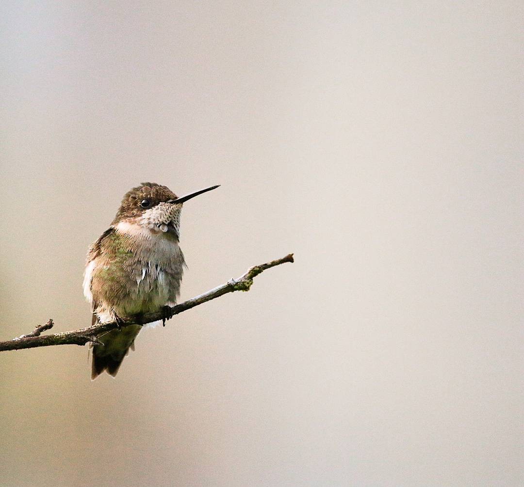 Ruby-throated Hummingbird - Stefano Ianiro