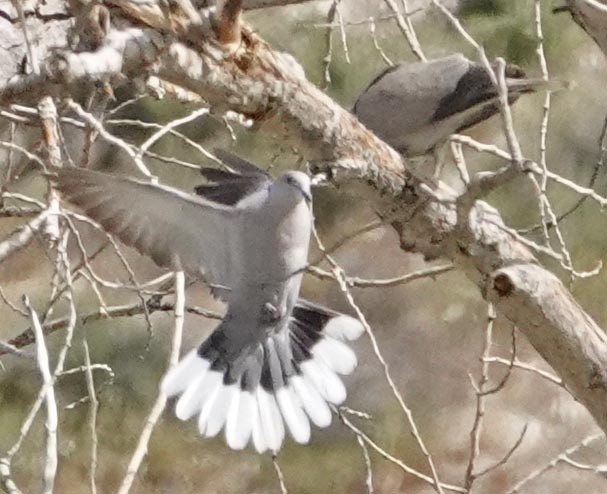Eurasian Collared-Dove - lynda fenneman