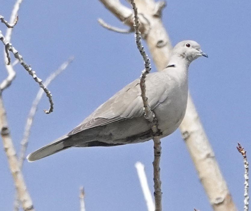 Eurasian Collared-Dove - lynda fenneman
