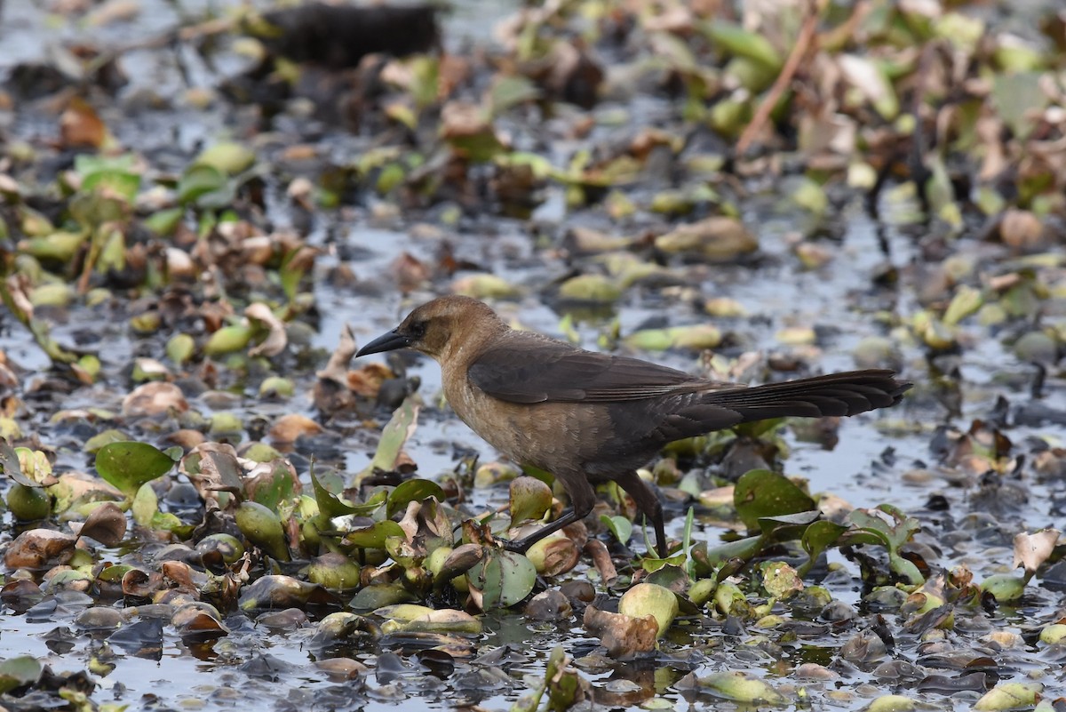Boat-tailed Grackle - Gary Yoder