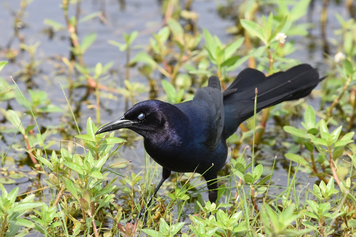 Boat-tailed Grackle - Gary Yoder