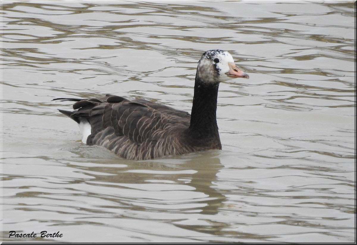 Greater White-fronted x Canada Goose (hybrid) - Pascale Berthe