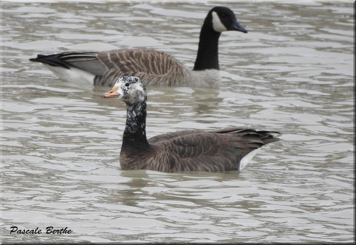 Greater White-fronted x Canada Goose (hybrid) - Pascale Berthe