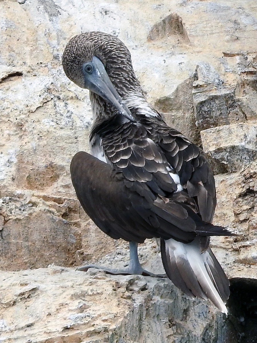 Blue-footed Booby - Diane Thomas