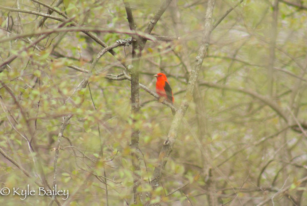 Scarlet Tanager - Kyle Bailey