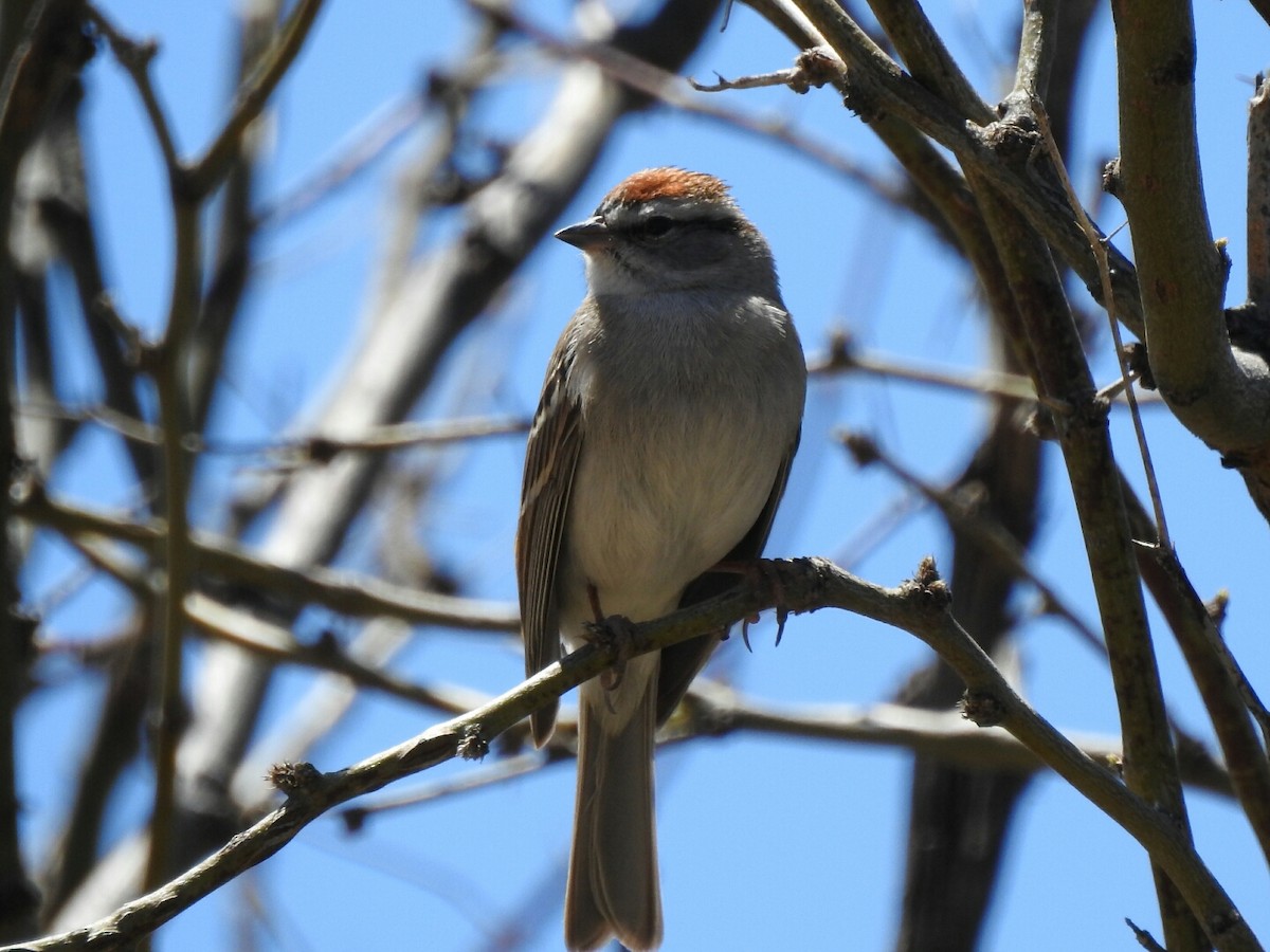 Chipping Sparrow - ML151920991