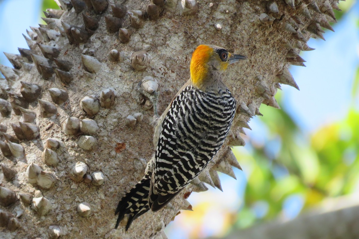 Golden-cheeked Woodpecker - William Legge