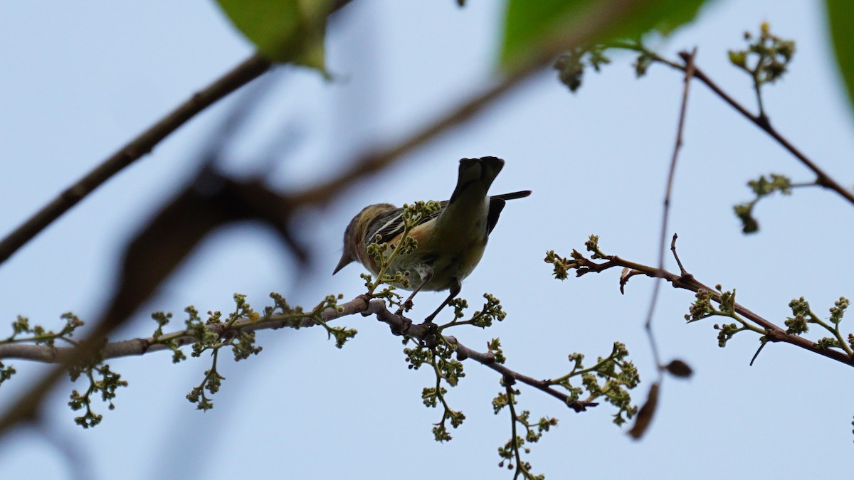 Bay-breasted Warbler - Beny Wilson