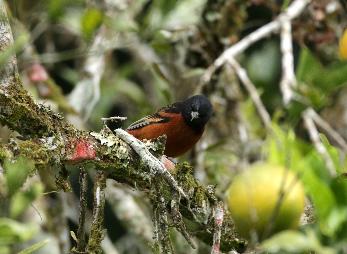 Orchard Oriole - ML151924741